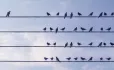 Birds on wires