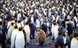 Penguin odd one out