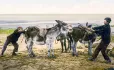 Two boys with a stubborn mule