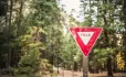 Yield sign in woods