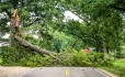 tree falling across road