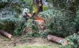 Trust cuts sawing tree