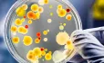 experimental evolution bacteria evolving