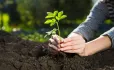 Grow and develop plant in wood