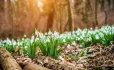 Snowdrops in a wood