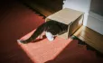 Curious cat in a box