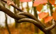 SEND trust plans to merge with Reach South