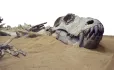 Dinosaur Bones, Exposed In Sand Dune
