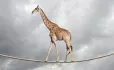 Giraffe On A Tighrope
