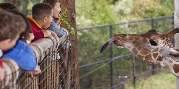 School trips: 5 ways to be the perfect teacher sidekick | Tes Magazine